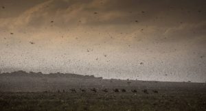 east africa locust swarm january 2020