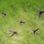 mosquito-virus-dengue-eee-epidemic