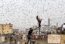 Plague of Locusts