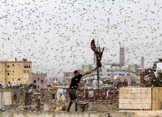 Plague of Locusts