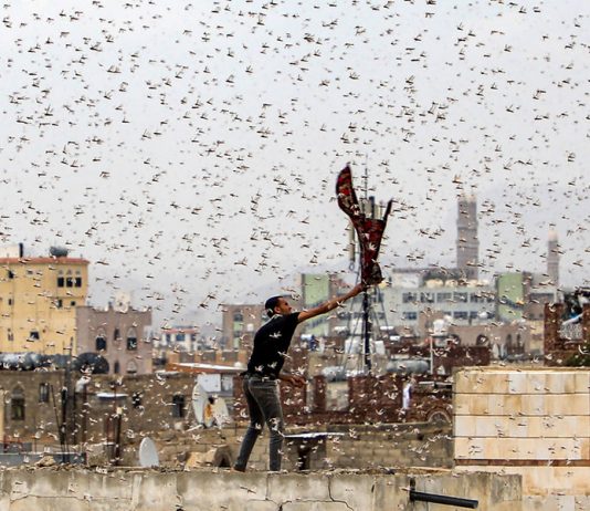 Plague of Locusts