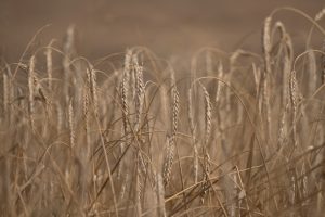 In this podcast devotional, JB Shreve looks at the aftermath of the US elections and the weird responses from many within the church who claim they speak for the purposes of God. Now is not the time to grow discouraged but it is the time to take care to avoid the path of deception and the love of this world. This is the modern reality of the wheat and the tares. 