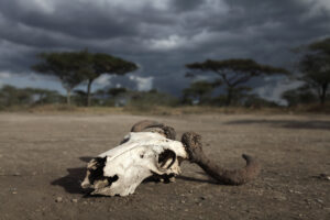 famine in east africa
