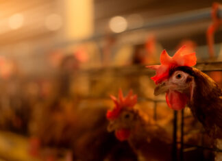 avian flu bird flu