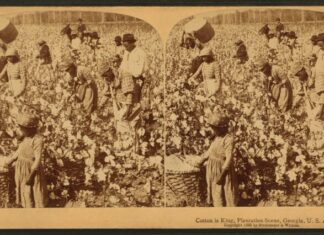 King Cotton!