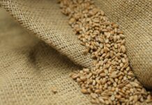Global Economy Watch: Black Sea Grain Disruption Is Now Hitting Asian Food Buyers — Wheat Prices Up About 35%