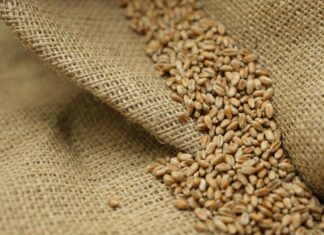 Global Economy Watch: Black Sea Grain Disruption Is Now Hitting Asian Food Buyers — Wheat Prices Up About 35%